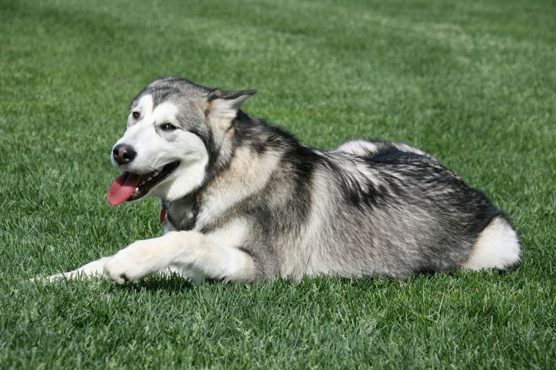 13 Dog Types That Hate Hot Weather And Need Extra Summer Care 8 Alaskan Malamute