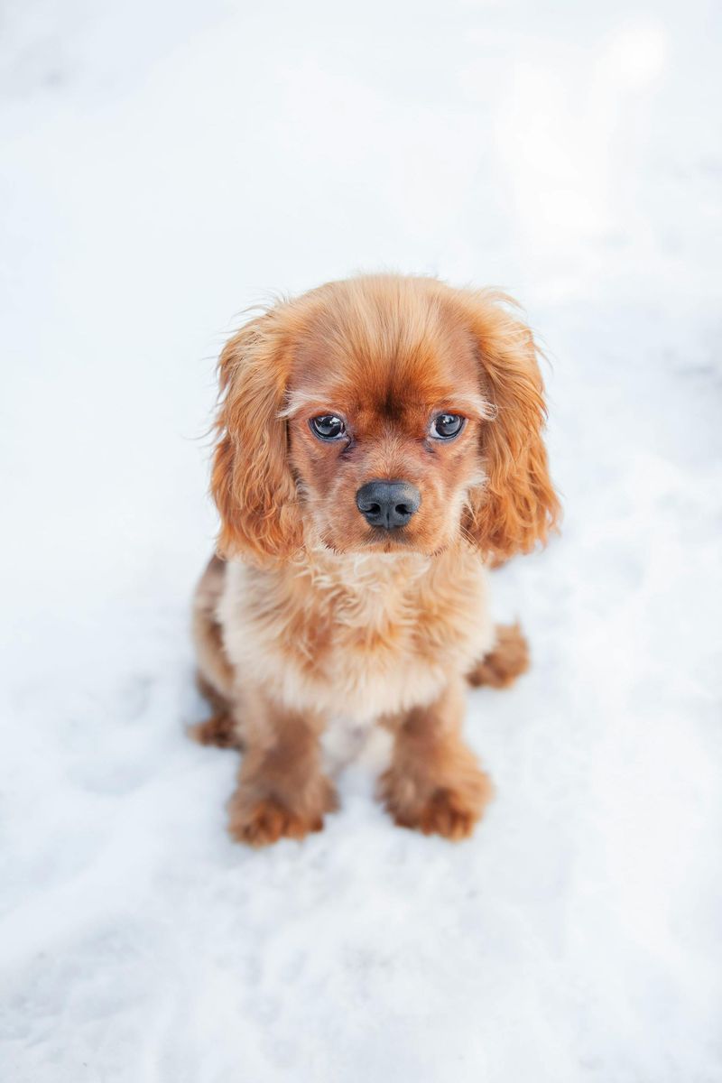 20 Calm Small Dog Breeds Seniors Find Easy to Live With 2 Cavalier King Charles Spaniel