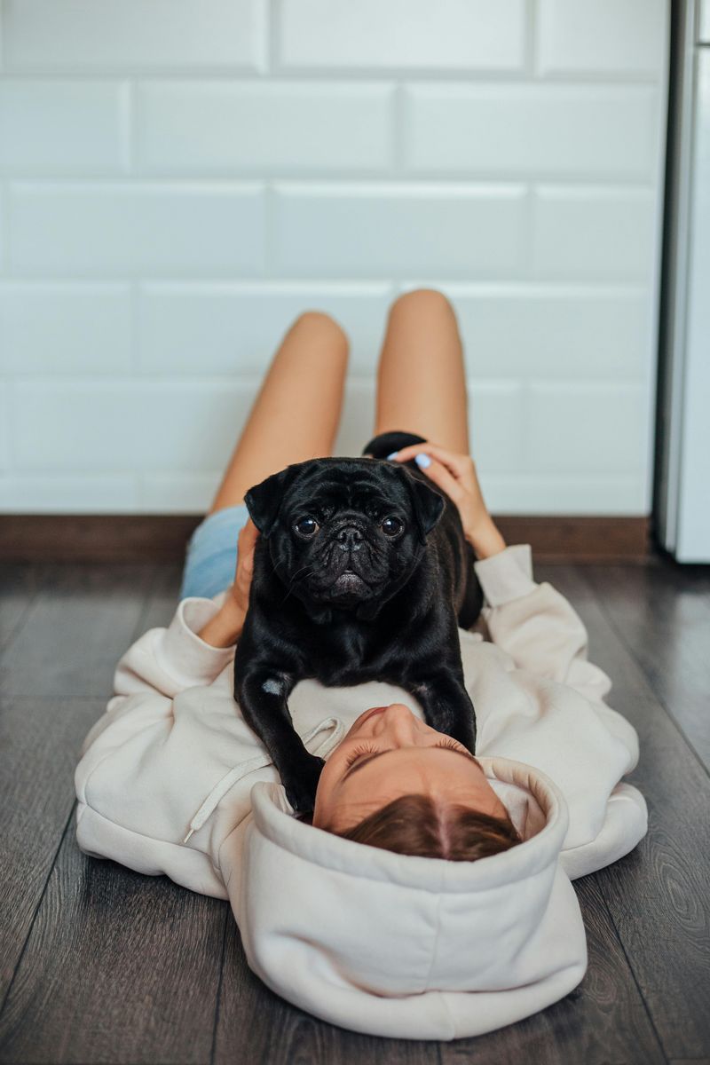Pug
