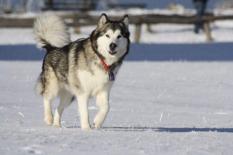 These giant balls of fur can stop strangers in their tracks - and their personalities keep people interested 8 Alaskan Malamute