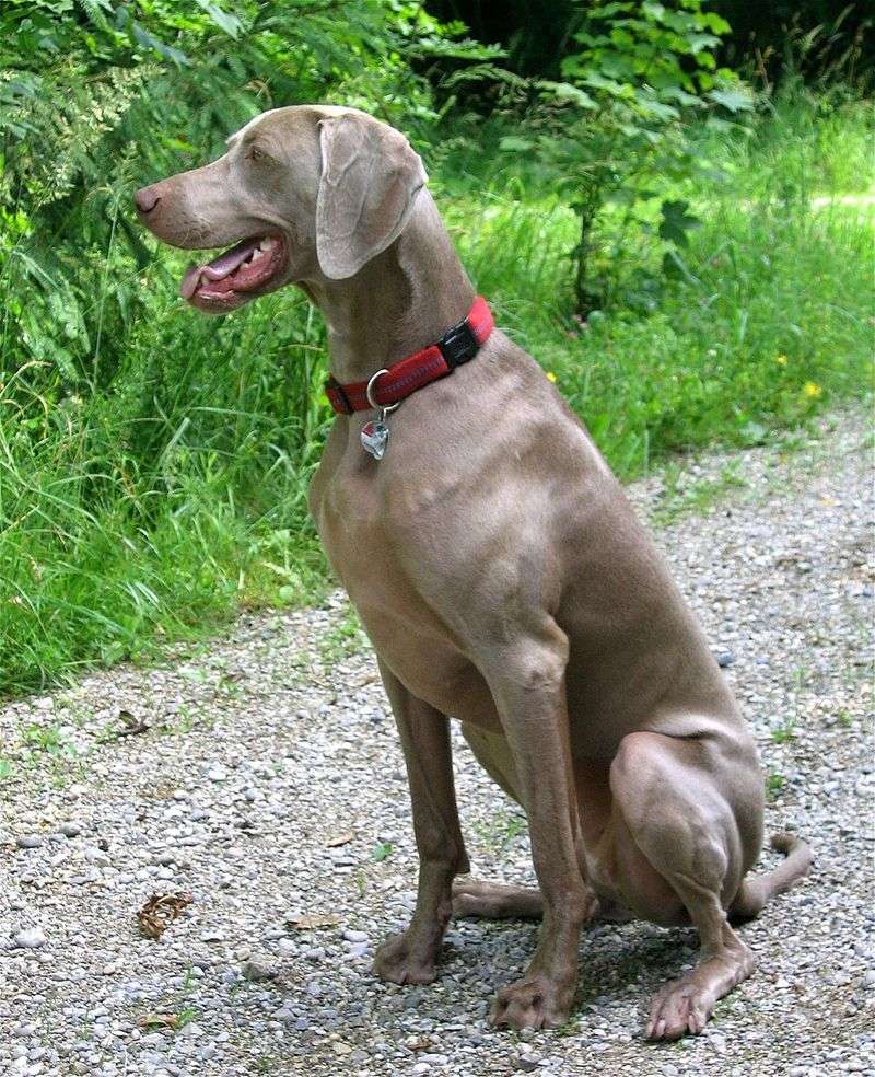These 11 dog breeds don't just enjoy working - they seem to come alive because of it - plus 3 that hate sitting still 15 Weimaraner