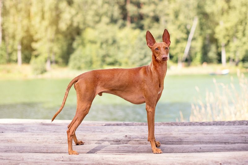24 Distinctive Dog Breeds You Don’t See Every Day 20 Cirneco dell’Etna