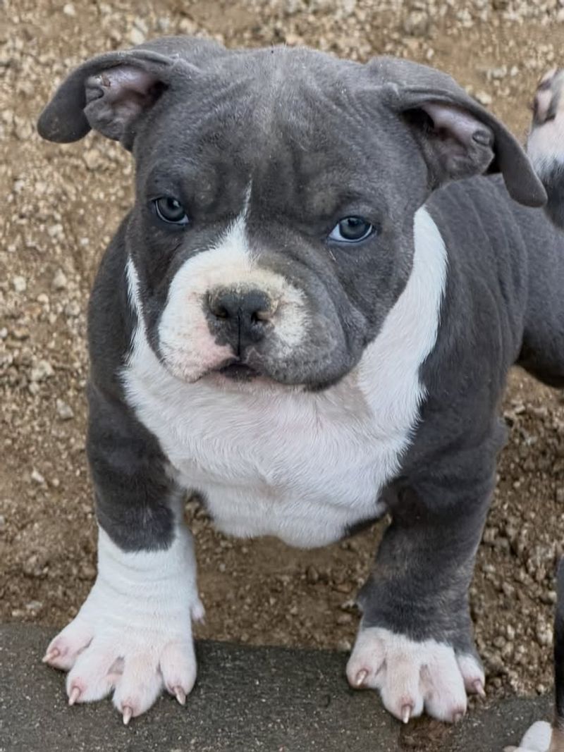 Pocket Pitbull