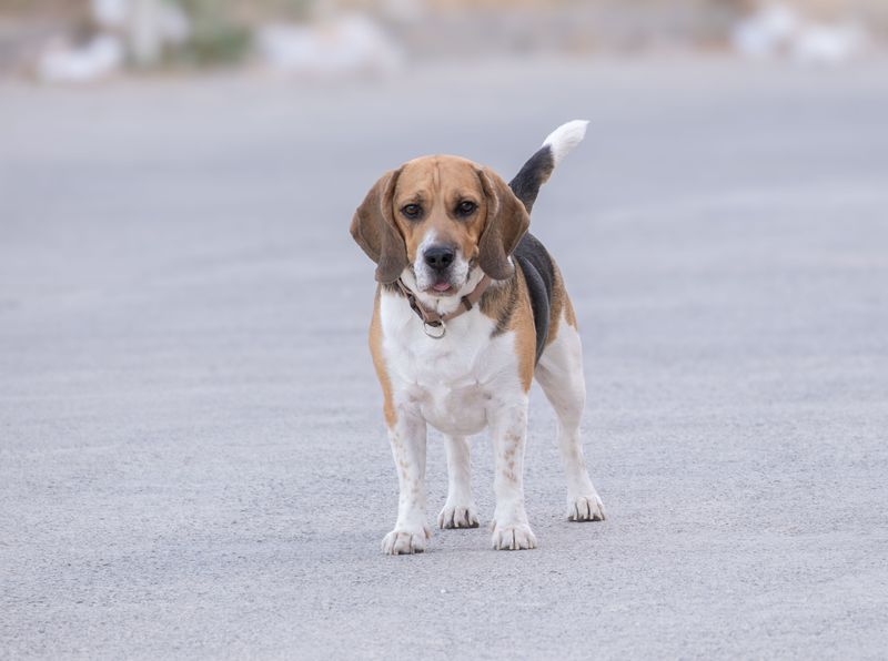 Already have pets? These dog breeds may be much less interested in starting a household rivalry 4 Beagle