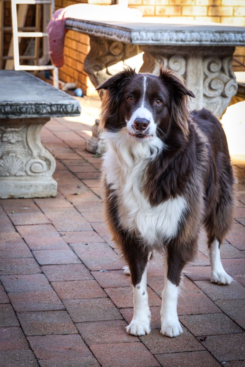 Gentle handling brings out the best in these emotionally aware companions 9 Border Collie