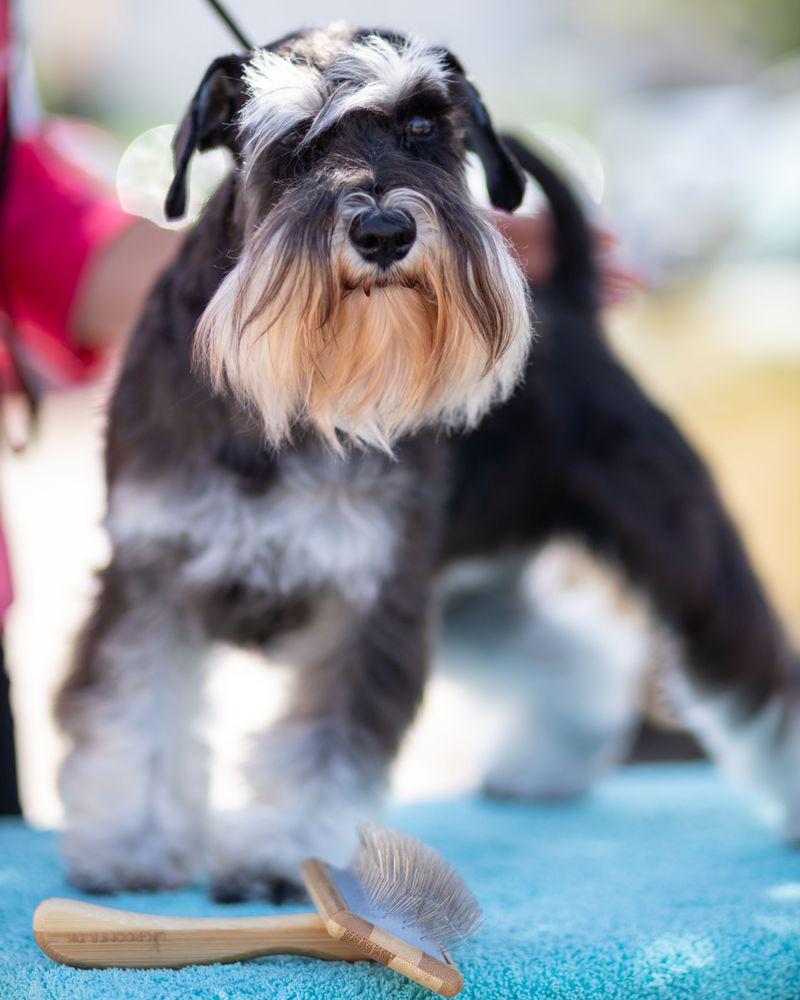 10 dog breeds that notice when you sleep an hour longer - plus 3 that may happily sleep another two 3 Miniature Schnauzer