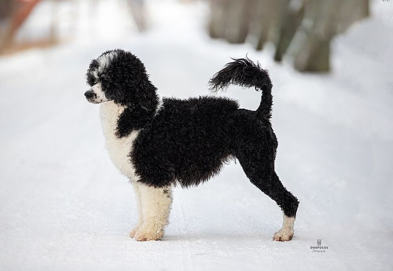 15 dog breeds that look like they belong in a foggy village by the sea 12 Portuguese Water Dog