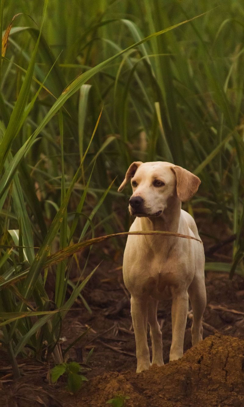 Everything around them can become chaotic - These dogs often seem to get more focused instead 13 Labrador Retriever