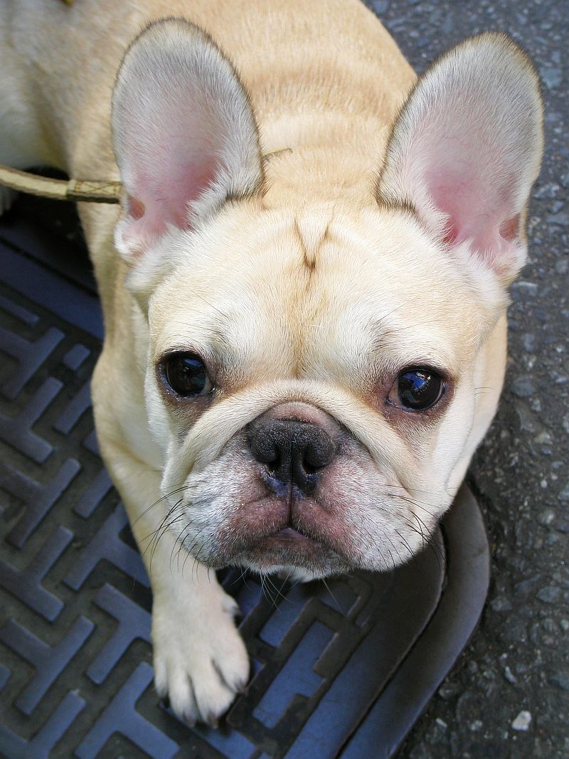 12 dog breeds that can make an ordinary evening at home feel like the best part of ownership 4 French Bulldog