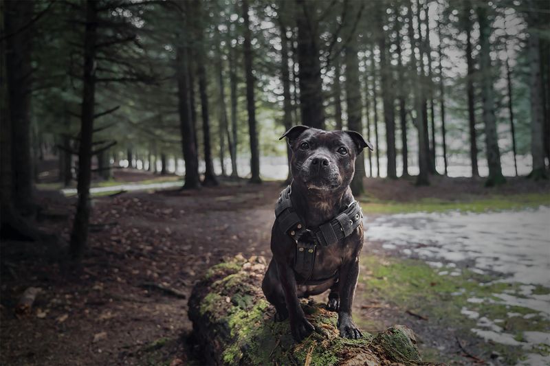 Staffordshire Bull Terrier