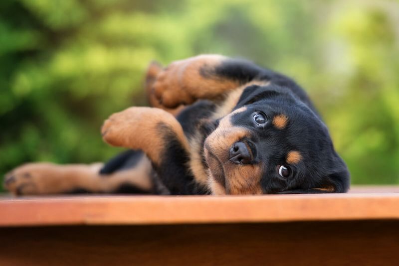 Rottweiler