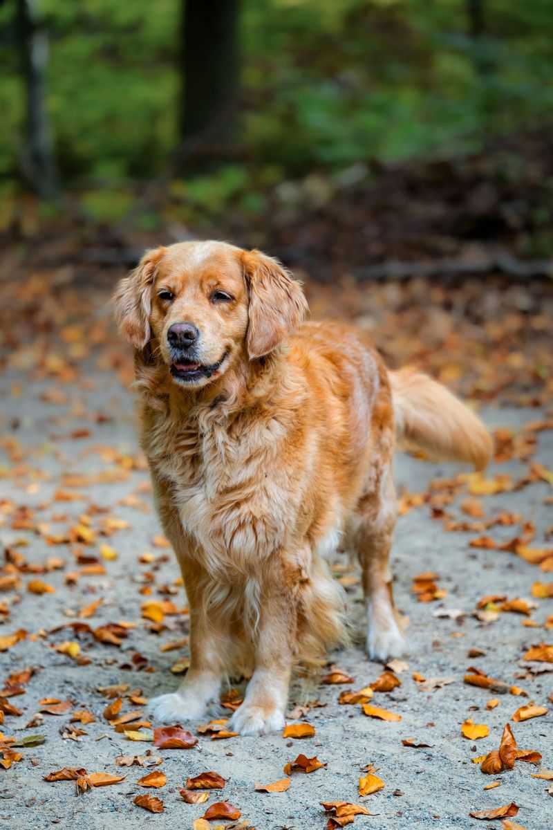18 Highly Intelligent Large Dog Breeds That Learn New Tricks Quickly 17 Flat-Coated Retriever