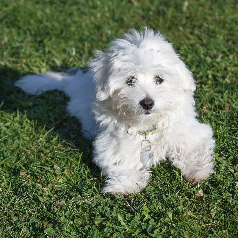 The calm confidence of these dog breeds often becomes contagious around the home 12 Coton de Tulear