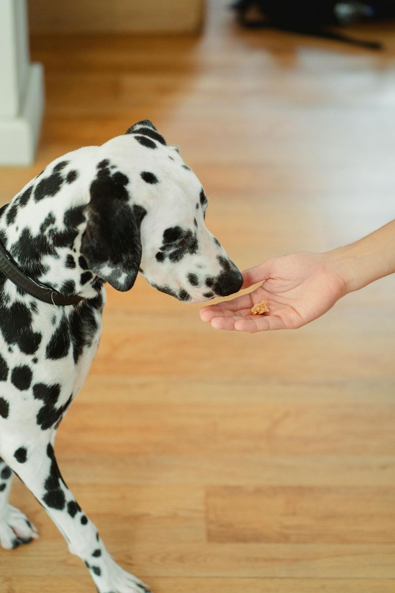 10 practical tips owners use to calm barking and restore peace 2 Reward quiet behavior consistently