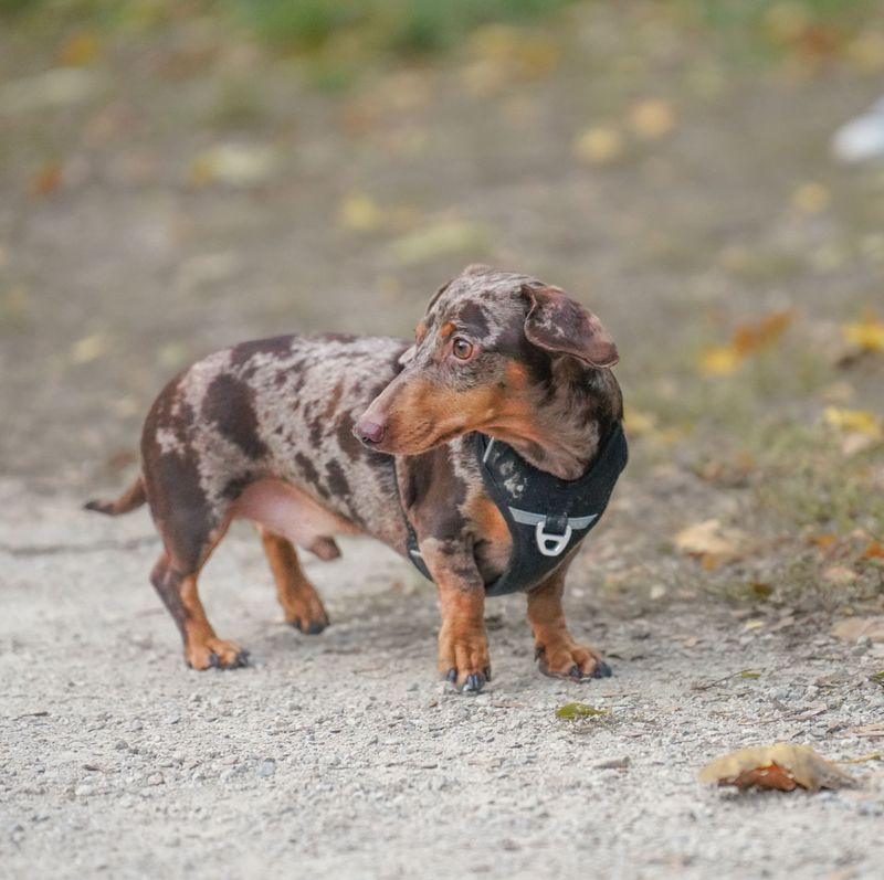Once these 12 dogs decide you belong together, don't expect much emotional distance 6 Dachshund