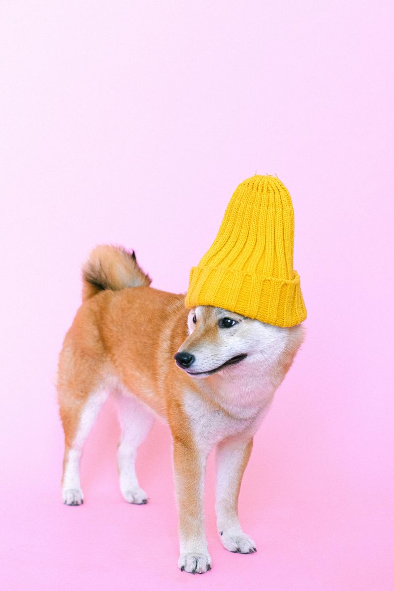 Shiba Inu