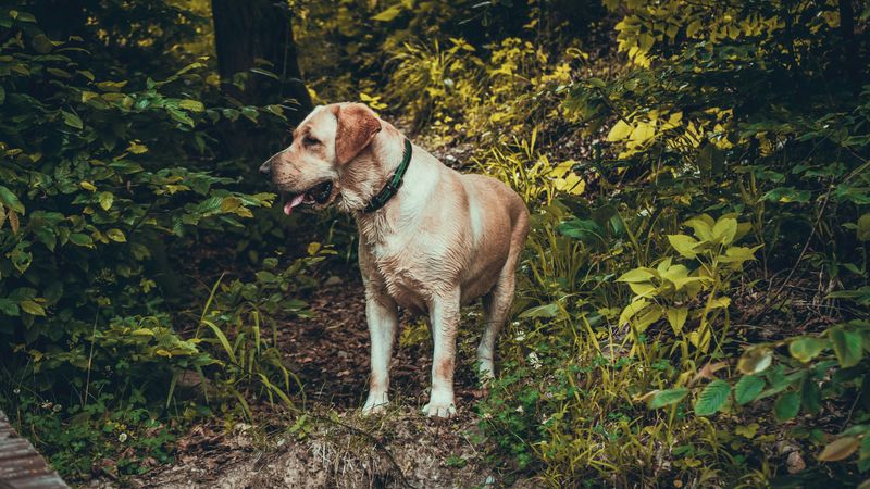 Labrador Retriever