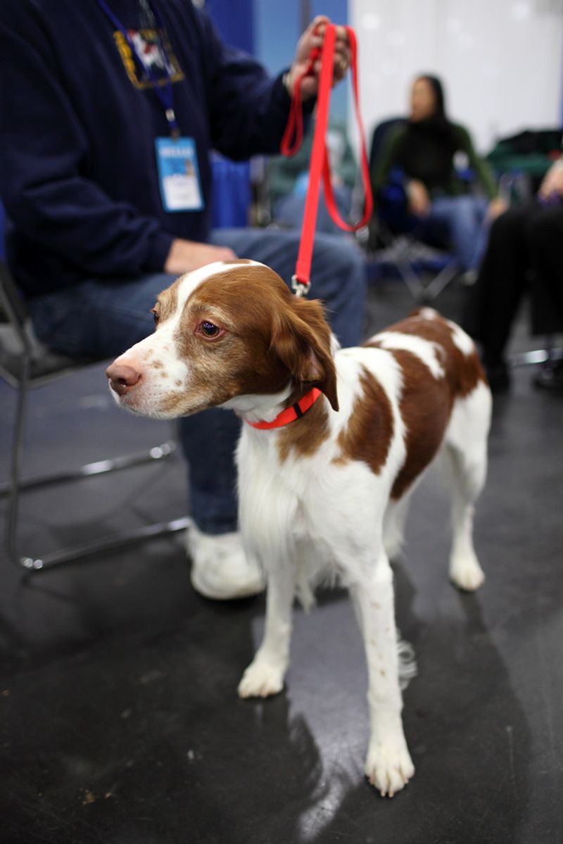 The 15 dog breeds that make normal weekends feel like an event 6 Brittany