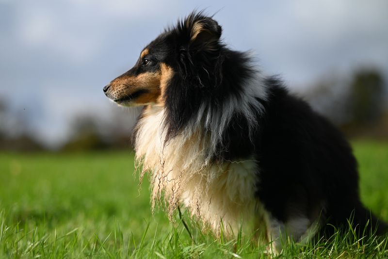 Smart dogs aren't automatically easier - These breeds can make boredom your problem too 11 Shetland Sheepdog