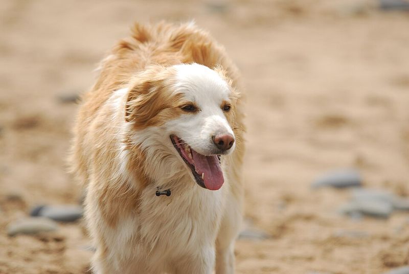 Give these dog breeds clear expectations and watch how quickly chaos can turn into cooperation 5 Border Collie