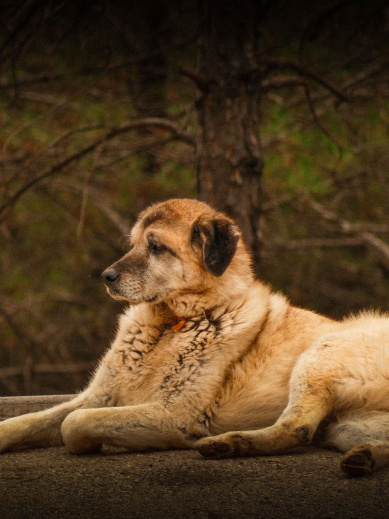 Centuries later, these 10 dog breeds still carry the instincts they were born with 11 Anatolian Shepherd Dog
