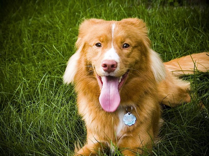 Nova Scotia Duck Tolling Retriever