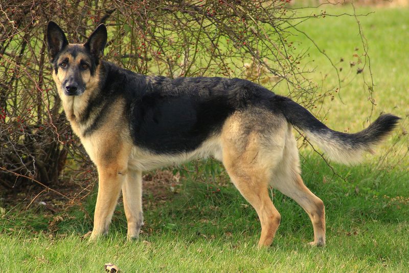 These 11 fearless companions would follow you anywhere - These 3 expect you to follow them instead 2 German Shepherd