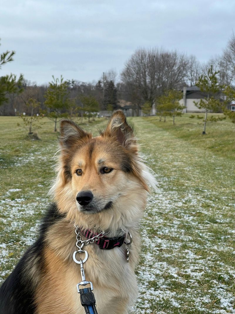 Shetland Sheepdog