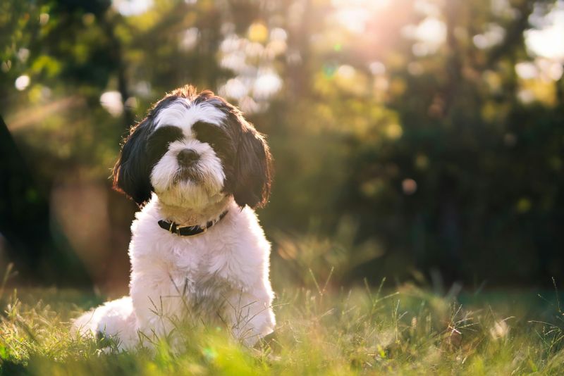 27 Dog Breeds That Prefer People Over Other Dogs 12 Shih Tzu