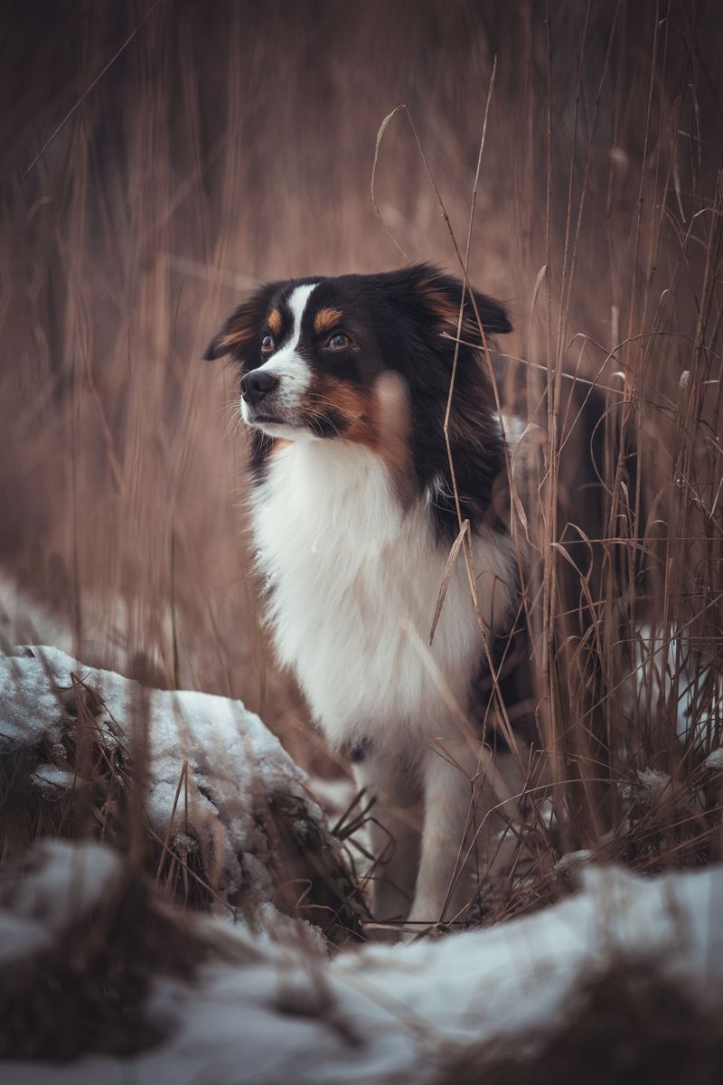 Moving, new family members, or a new routine? These 11 dog breeds often adapt with ease 8 Australian Shepherd