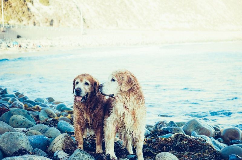 11 dog breeds experienced owners never regret – plus 3 timeless choices 14 Golden Retriever
