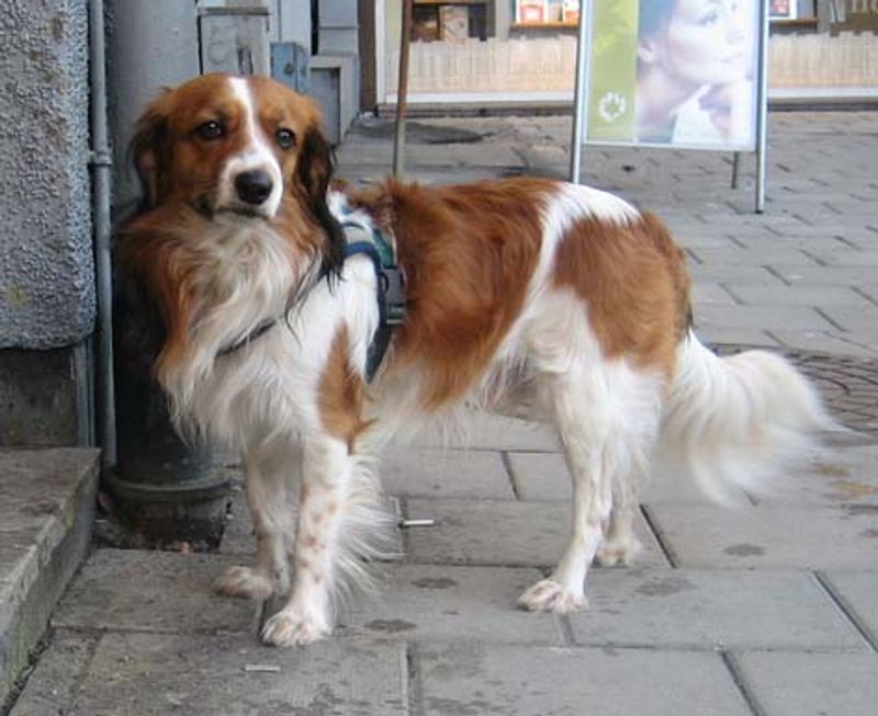 Kooikerhondje