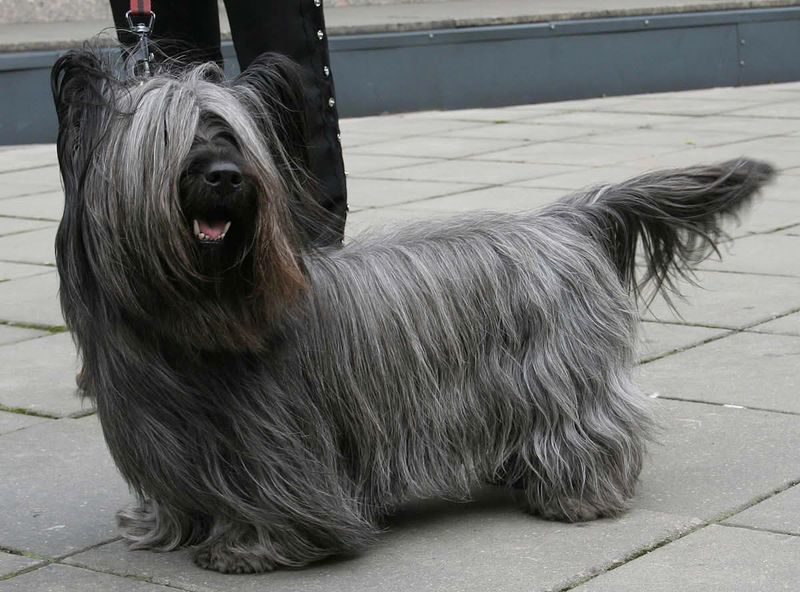 12 Dog Breeds Perfect for Introverts Looking for a Quiet, Loyal Companion 13 Skye Terrier