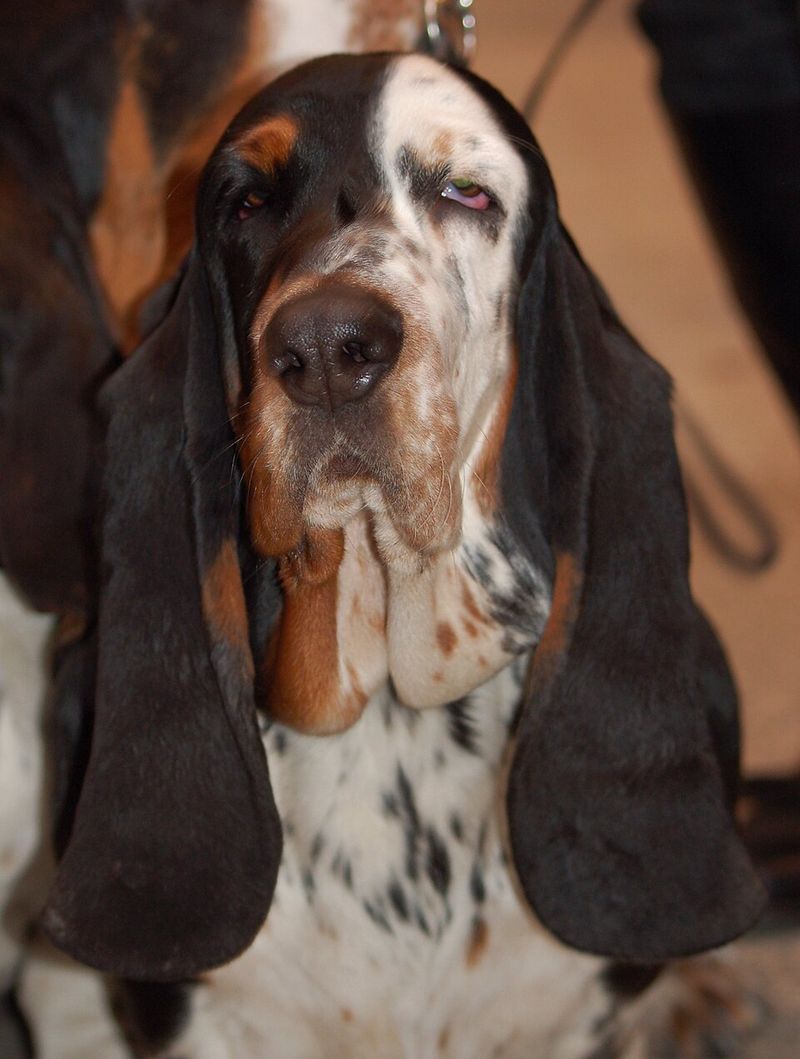 Basset Hound