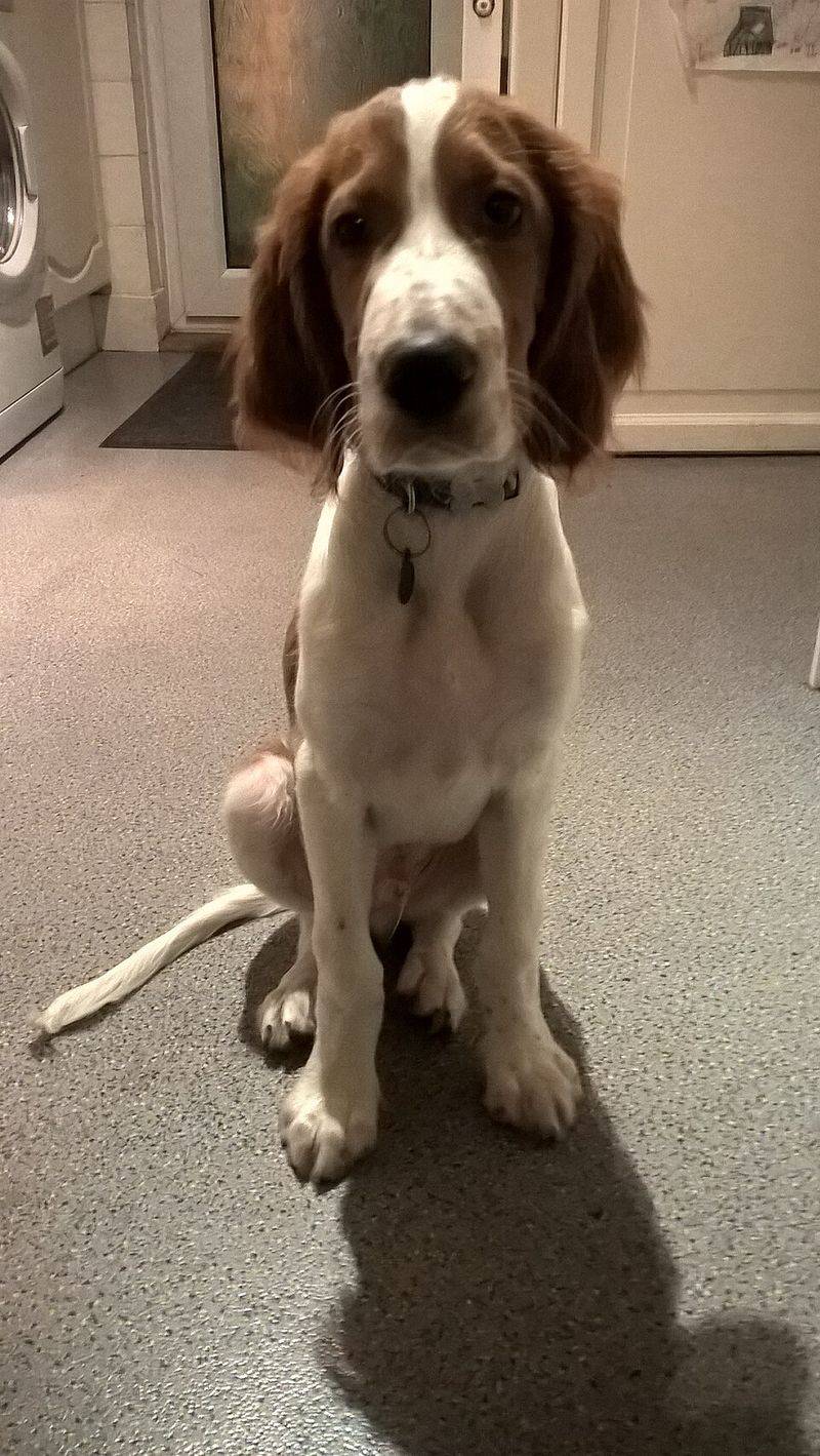 Irish Red and White Setter