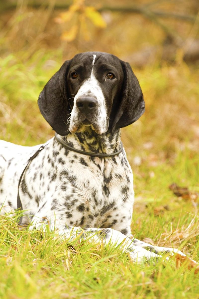 Auvergne Pointer