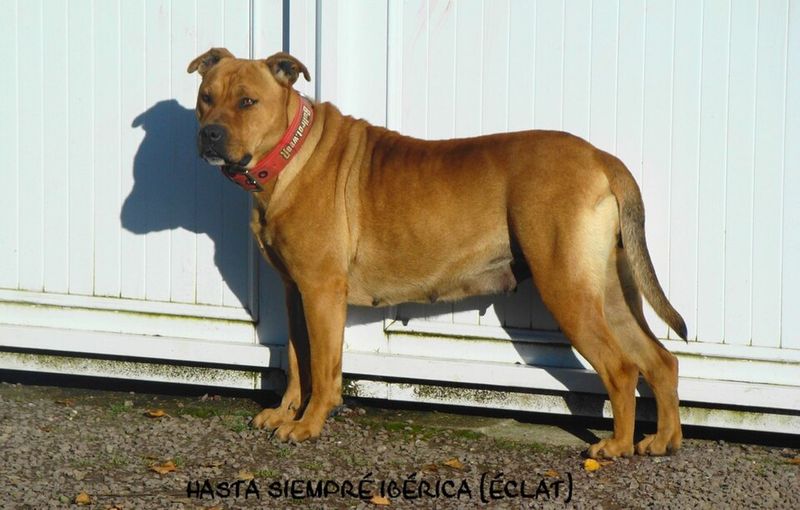 Mallorquin Bulldog