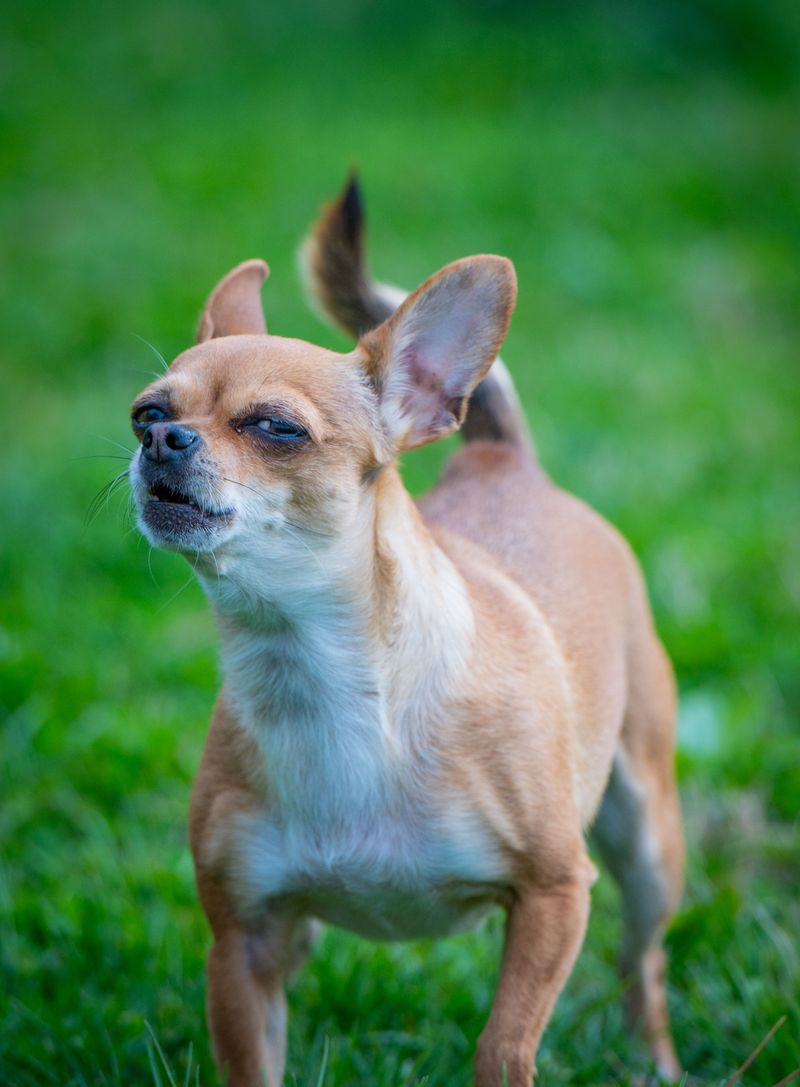 These dog breeds may follow you everywhere - but they don't always need you to entertain them 5 Chihuahua
