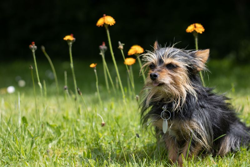 Think your dog is just being playful? These 13 breeds may be following an old instinct 14 Yorkshire Terrier