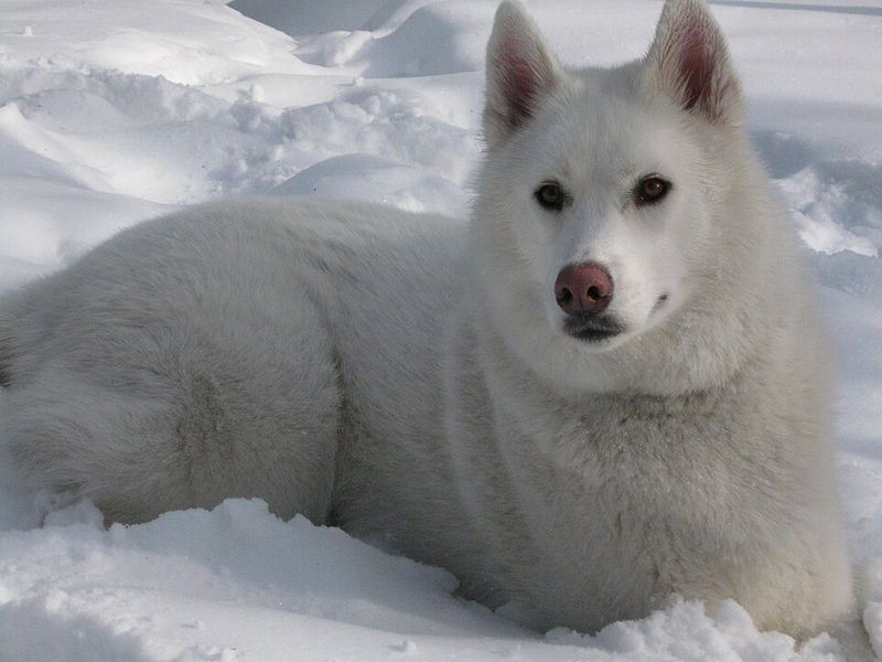 12 dog breeds that seem like a dream to own – until you discover what living with them is really like 2 Siberian Husky