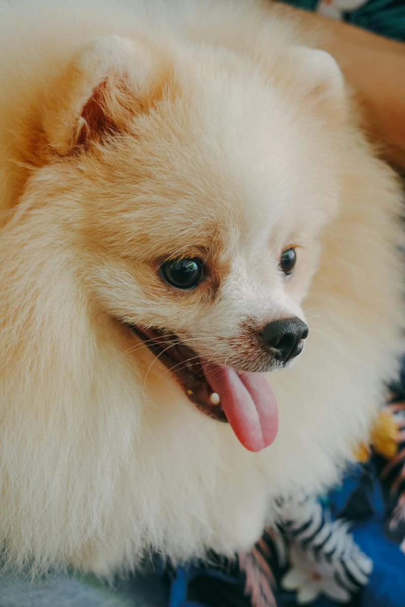 Pomeranian