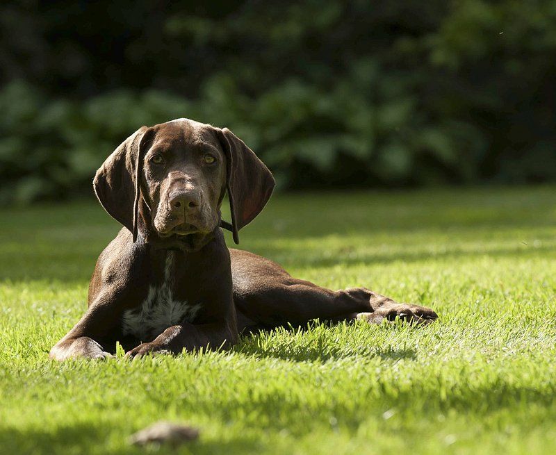 Choosing these dog breeds means planning for more than food and toys 5 German Shorthaired Pointer
