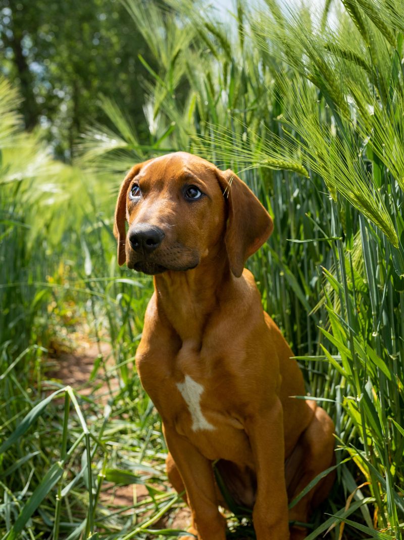 13 large working dogs that need their brains engaged as much as their bodies exercised 11 Rhodesian Ridgeback