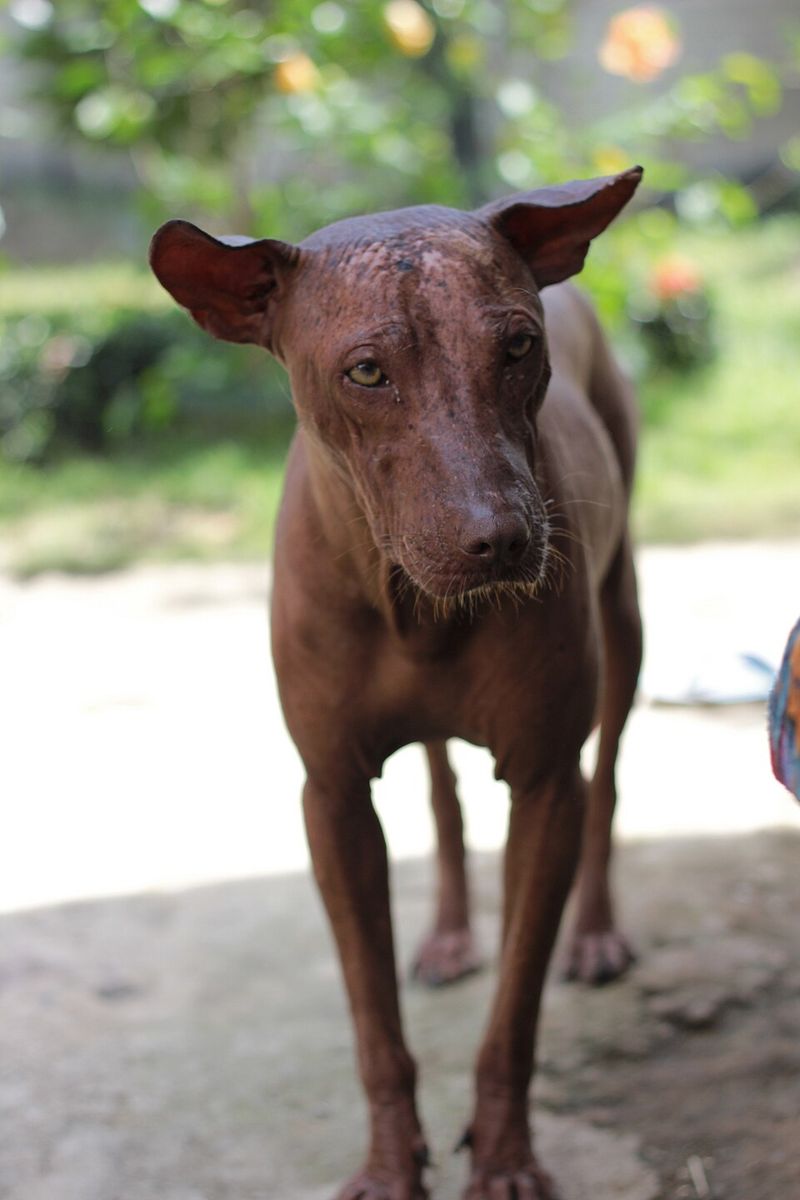 Xoloitzcuintli