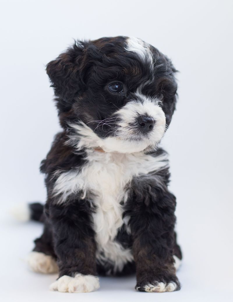 These 13 dogs are often rehomed for one reason: owners underestimated what they require 13 Bernedoodle