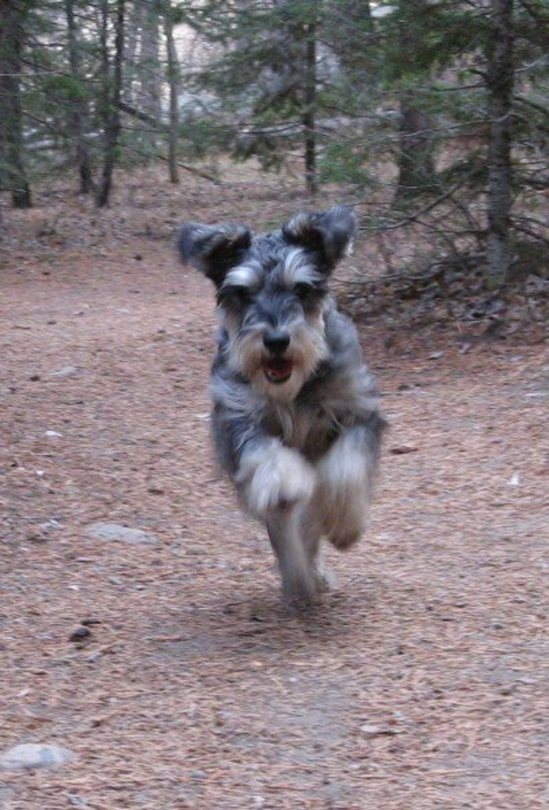 Miniature Schnauzer