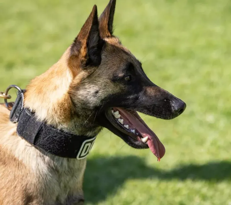 13 Remarkable Ways Dogs Detect Danger Before Humans Do 13 Alerting to Social Conflict