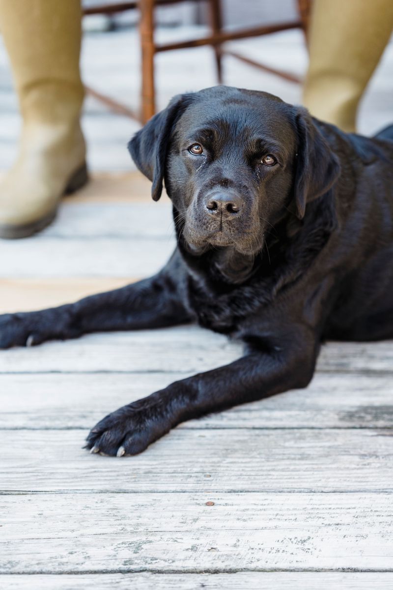 Think younger owners only want trendy little dogs? These breeds challenge that stereotype 2 Labrador Retriever