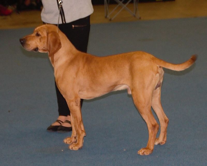These dog breeds weren't developed for easy quarry - their hunting histories involved serious challenges 4 Plott Hound