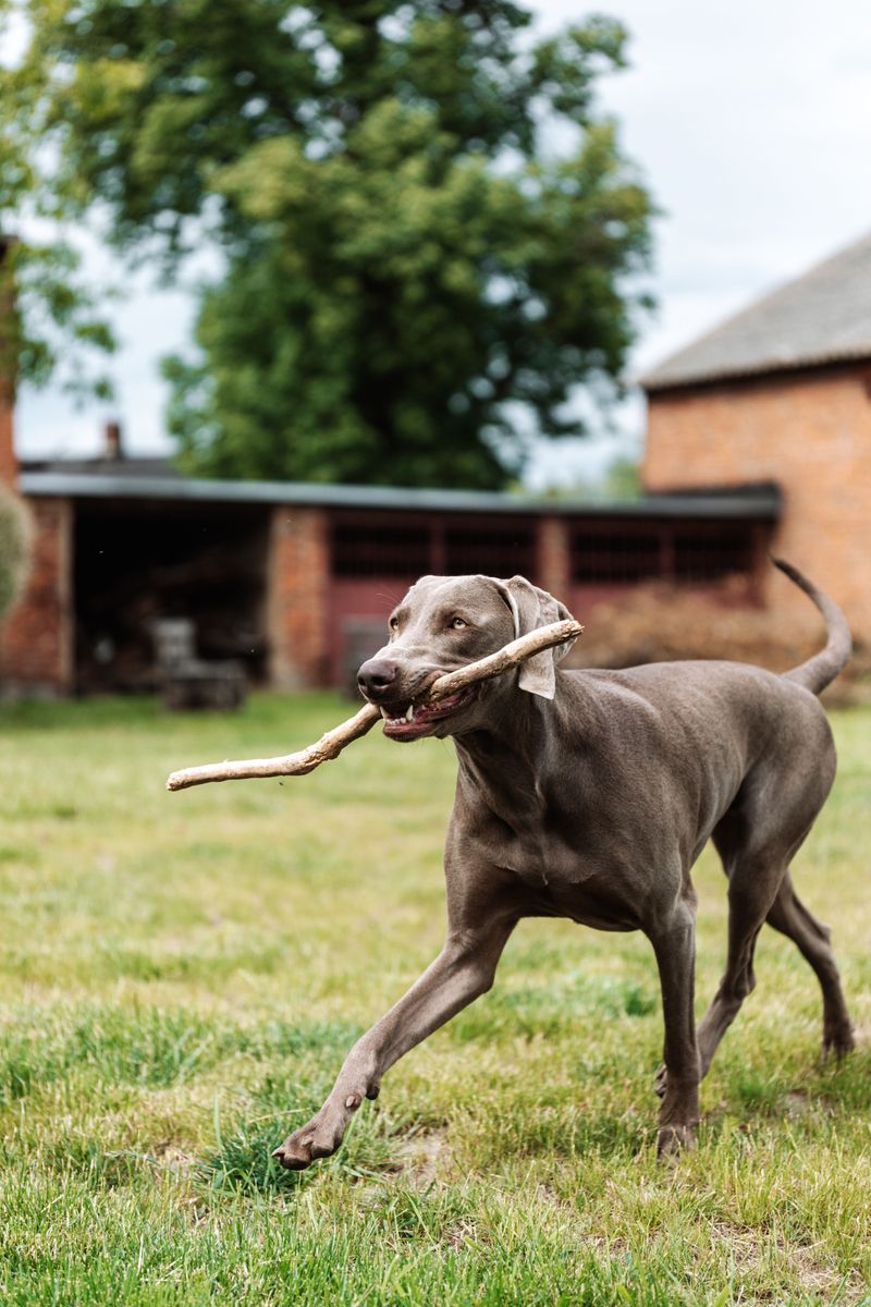 Weimaraner